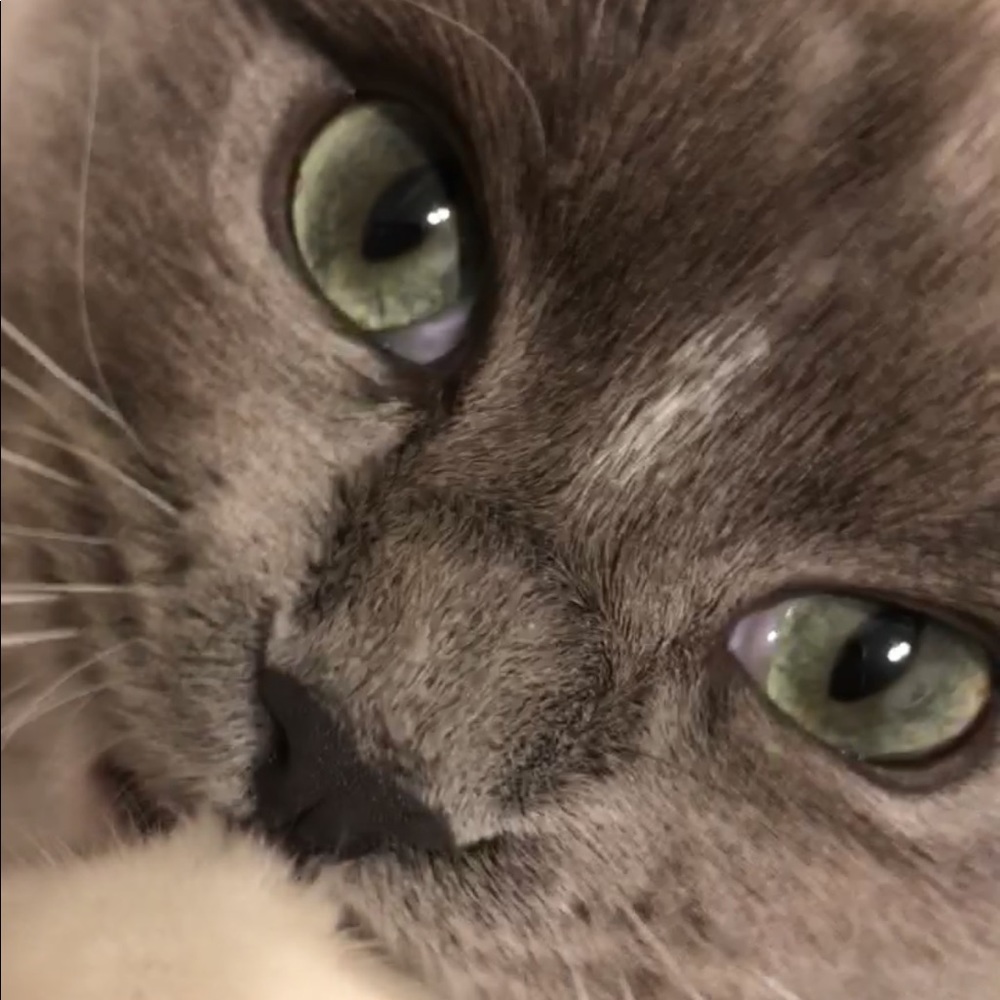 Meet your Posher, Coco